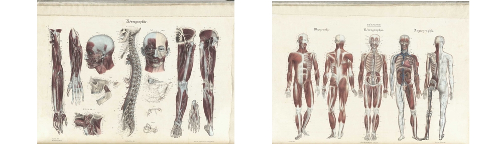 Zakład Anatomii Prawidłowej i Klinicznej